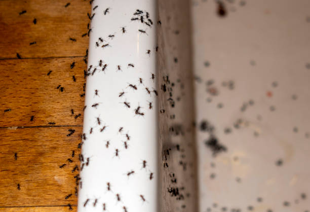 Best Pest Control Near Me in Leipsic, OH